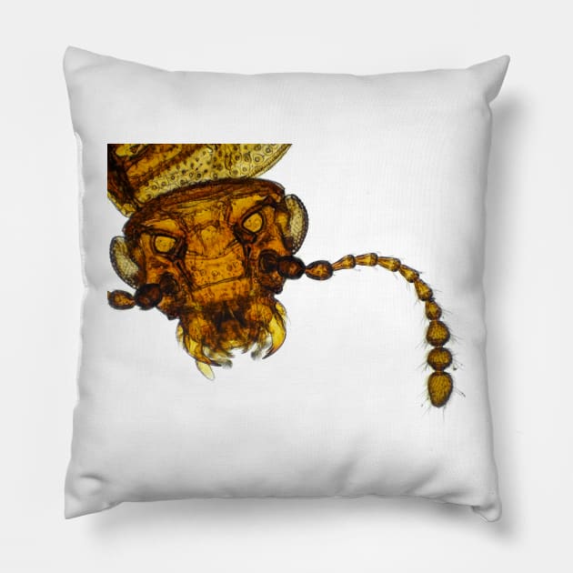 Small fungus beetle under the microscope Pillow by SDym Photography