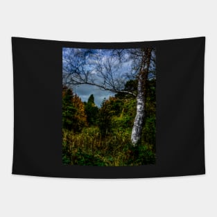 Autumnal Silver Birch Tapestry