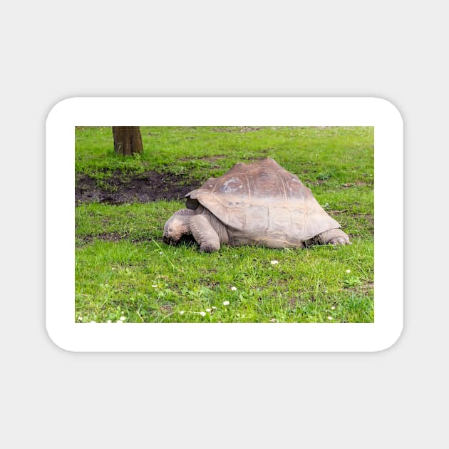 Giant tortoise eating grass Magnet by lena-maximova