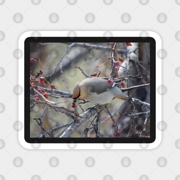 Bohemian Waxwing. Magnet by CanadianWild418