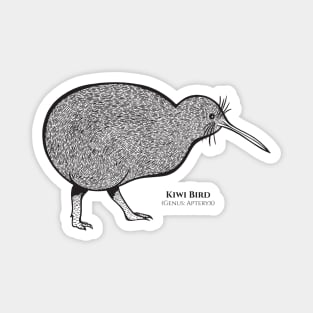 Kiwi Bird with Common and Latin Names - on white Magnet