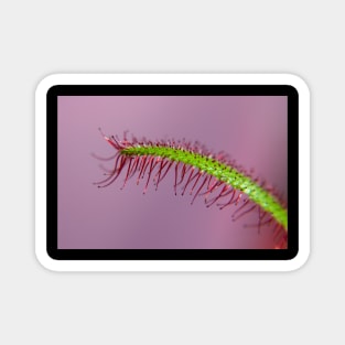 Drosera Capensis (no dew) Magnet