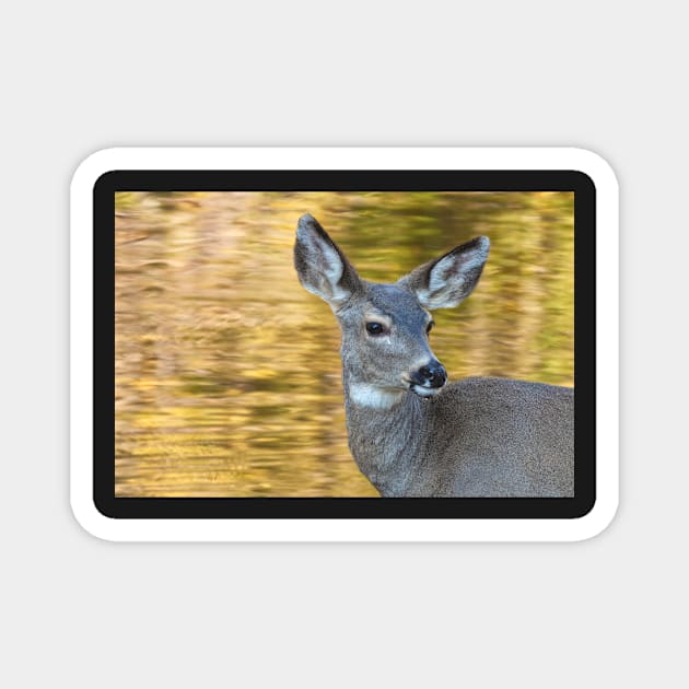 Seasonal Deer Magnet by jvnimages