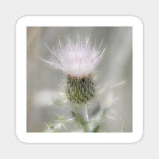 Glimmering Thistle Magnet