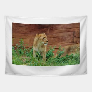 African Lioness Tapestry