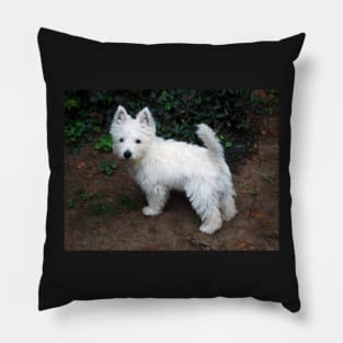 Westie Pillow