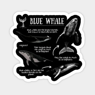 Blue Whale Fun Facts Magnet