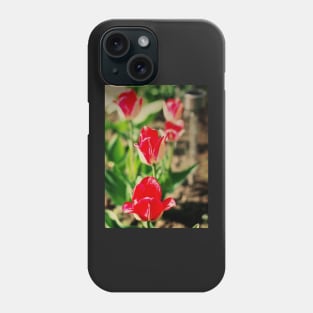 Red Greigii tulips Phone Case