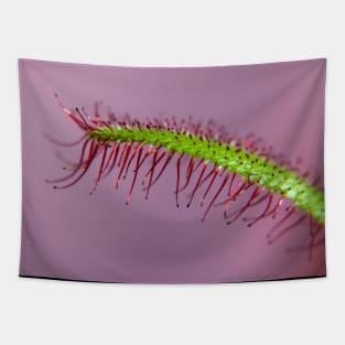 Drosera Capensis (no dew) Tapestry