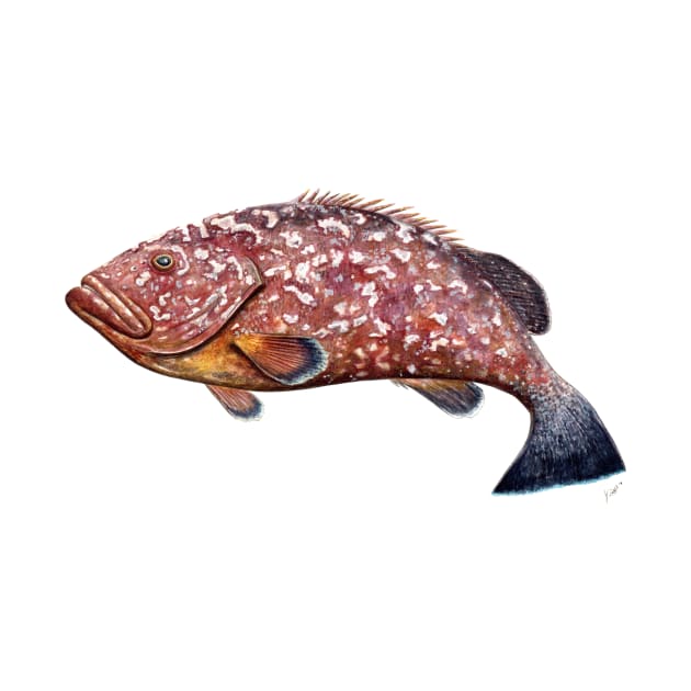 Dusky grouper by chloeyzoard