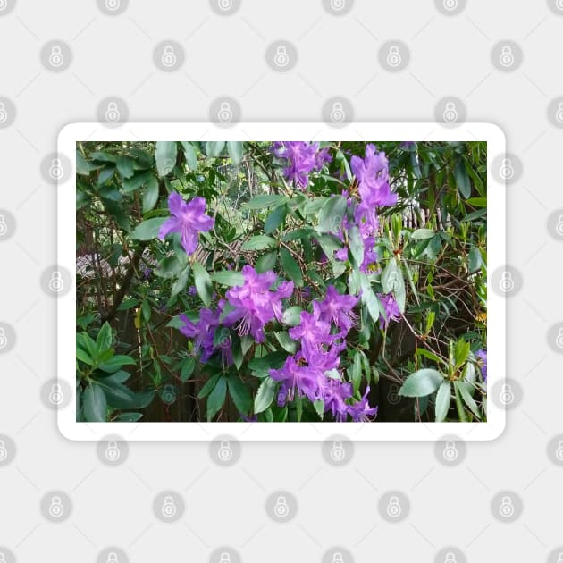 Purple Flowers Nature Photography Pacific Northwest Magnet by starcraft542