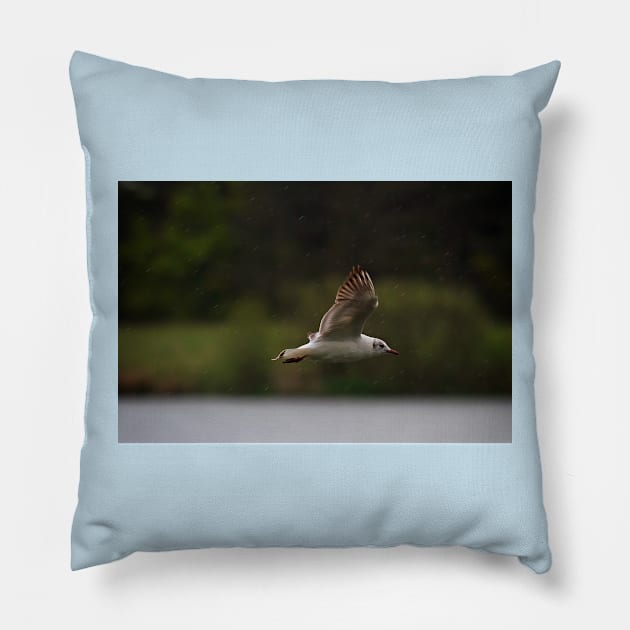 Gull flying in rain Pillow by Violaman