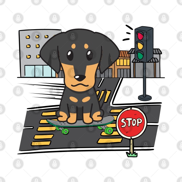 Funny dachshund is on a skateboard by Pet Station