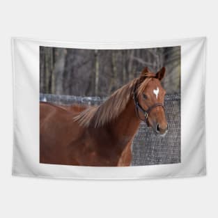 Palace Malice filly - Flaxen Tapestry