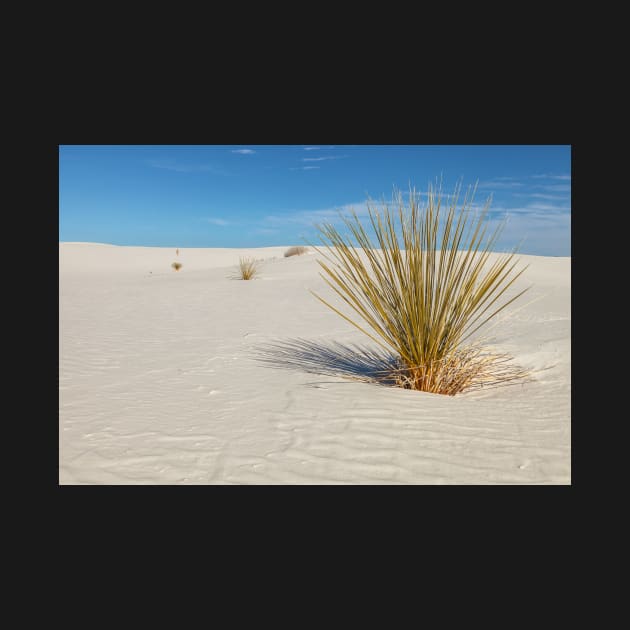 Yucca at White Sand by jvnimages