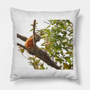 Variegated Squirrel Pillow