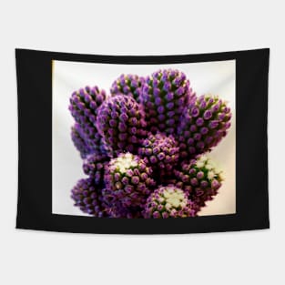 Rare purple gemstone cactus Tapestry