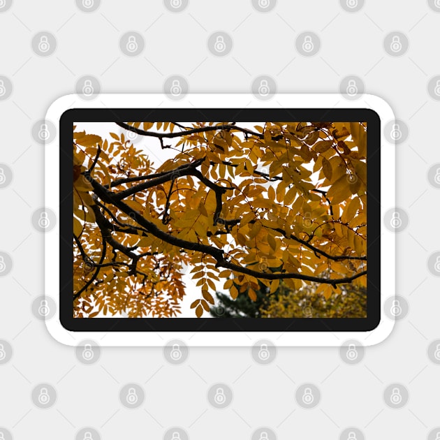 Fall leaves Magnet by CanadianWild418