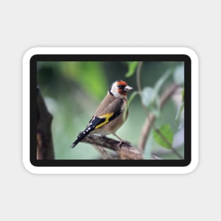 Goldfinch Magnet