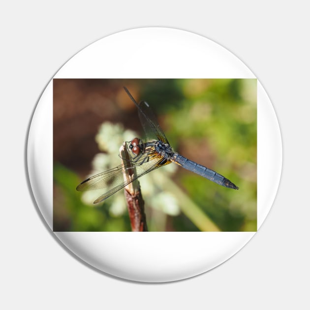 Blue dasher dragonfly (Pachydiplax longipennis) Pin by SDym Photography