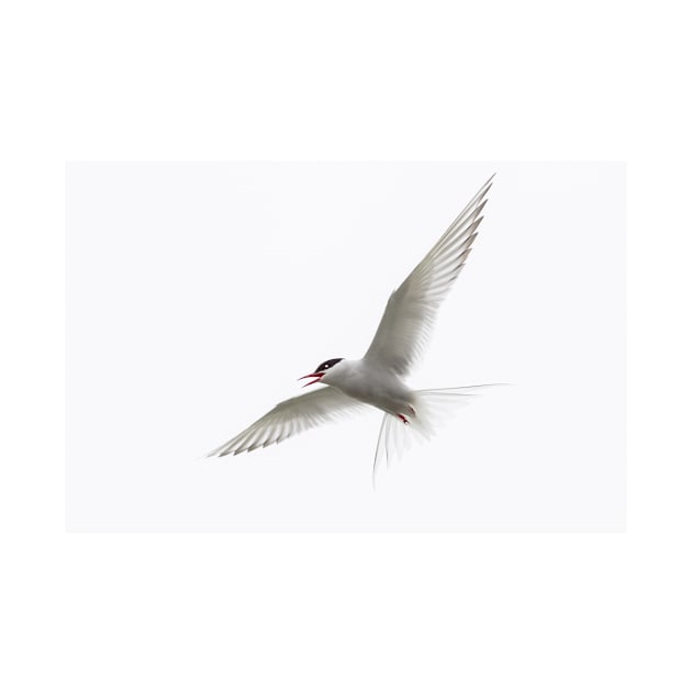Arctic tern by kawaii_shop