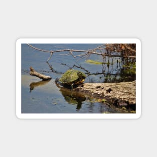 Turtle Stretch Magnet