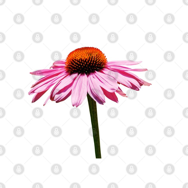 Echinacea Purpurea on White Background by jojobob