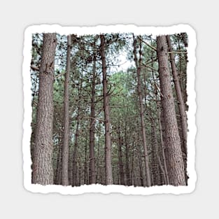 Forest tree Magnet