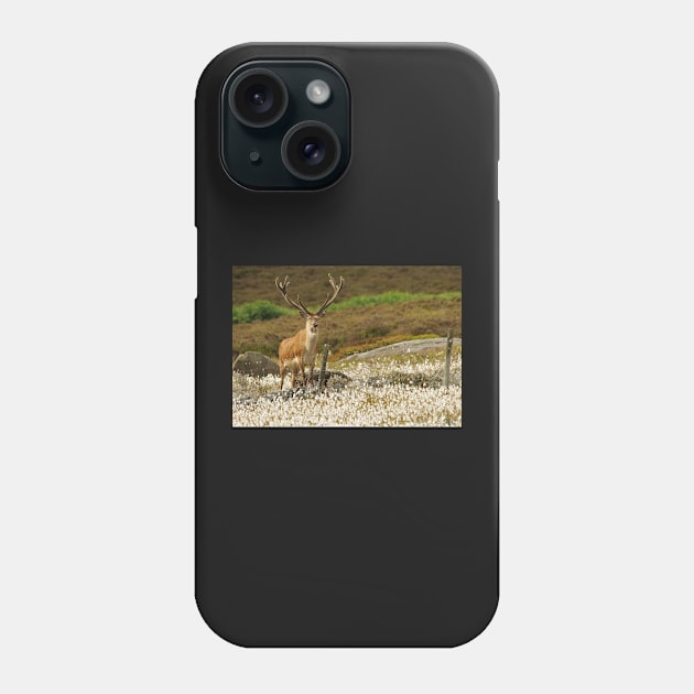 stag in cotton grass peak district Phone Case by Simon-dell