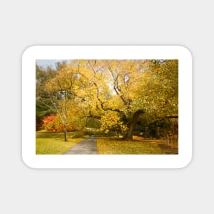 Golden Autumnal Tree Magnet