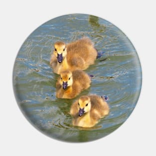 Three Canada Goose Goslings Swimming Together Pin