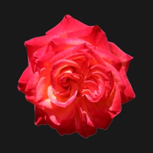 Flaming Red Rose Photograph T-Shirt