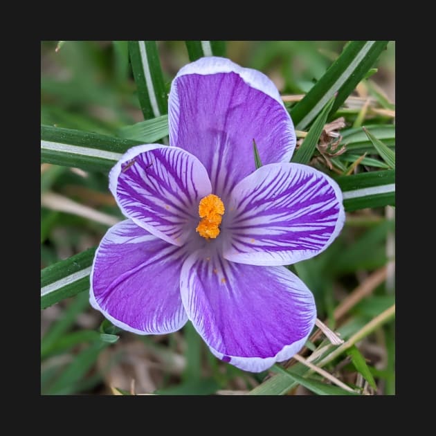 Purple White and Onge Flower 1 by AustaArt