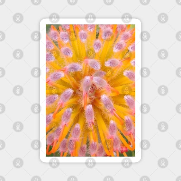 Pink and Orange Pincushion Proteaceae Magnet by H. R. Sinclair