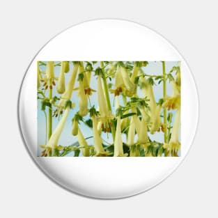 Phygelius × rectus  Somerford Funfair Yellow = 'Yapyel'  Somerford Funfair Series  Cape fuchsia Pin