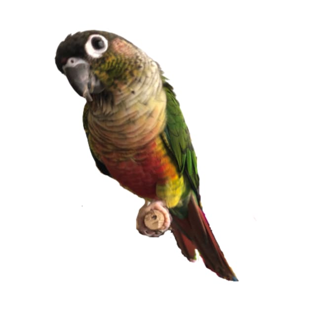 Green Cheek Conure Parrot Bird design, Love for birds by TatianaLG