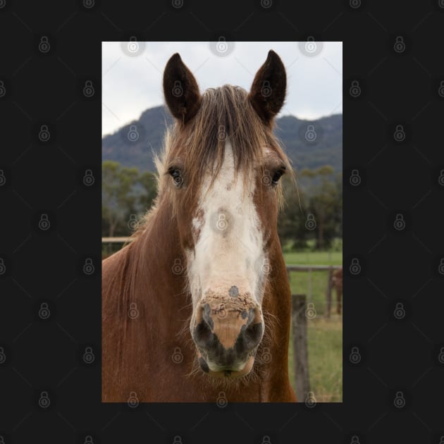 Rosie, the Clydesdale. by Withns