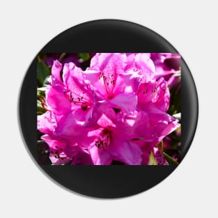 Pink rhododendron in full bloom Pin