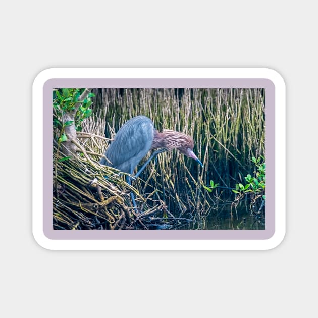 Shaggy Headed Reddish Egret Magnet by Debra Martz