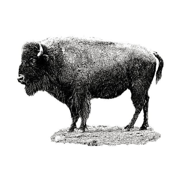 European bison by Guardi