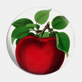 McIntosh Red Apple Lithograph (1900) Pin