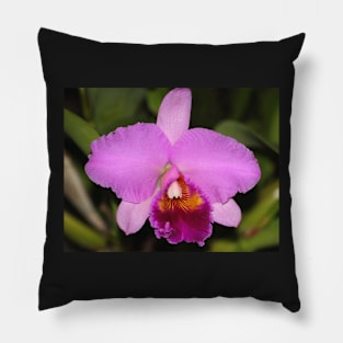 Cattleya Orchid Pillow