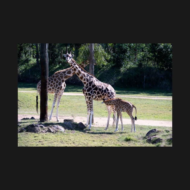 Giraffe, Mother and new born. by Bevlyn