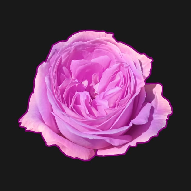 Purple Rose Flower by PorinArt