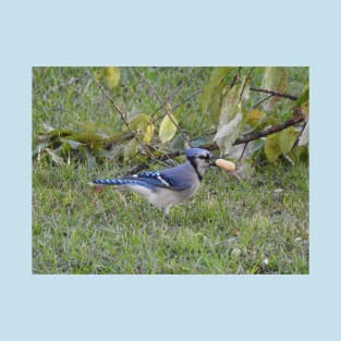 Blue jay, wildlife photography, wild birds T-Shirt