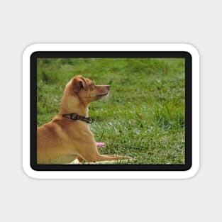 Dog show Magnet