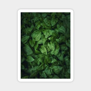 green leaves texture Magnet
