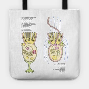 Choanoflagellate Structure Diagram with Labels Tote