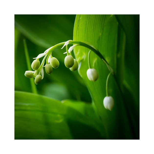 Lily of the Valley by ansaharju