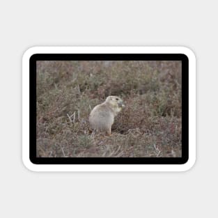 Prairie Dog Magnet